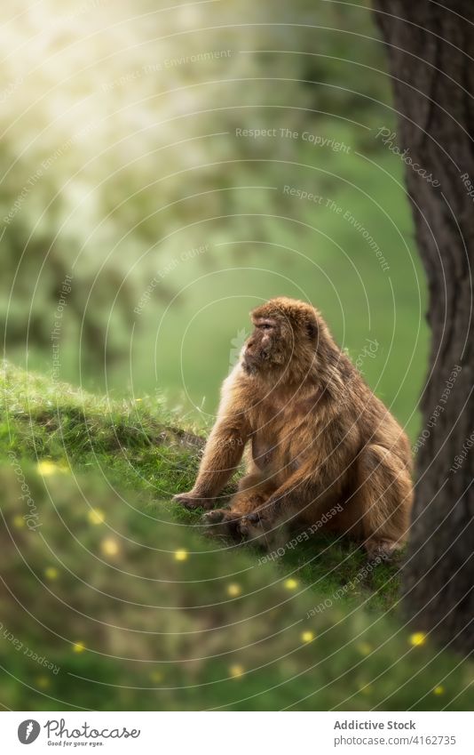 Fluffy monkey in nature looking away barbary macaque muzzle fluff wild animal blue sky habitat mammal adorable cute creature curious serene rest calm fur