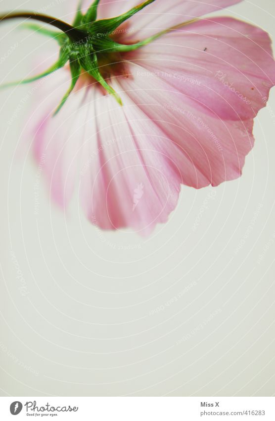 pink Cosmea Flower Blossom Blossoming Fragrance Pink Delicate Cosmos Colour photo Multicoloured Close-up Detail Deserted Copy Space bottom Neutral Background