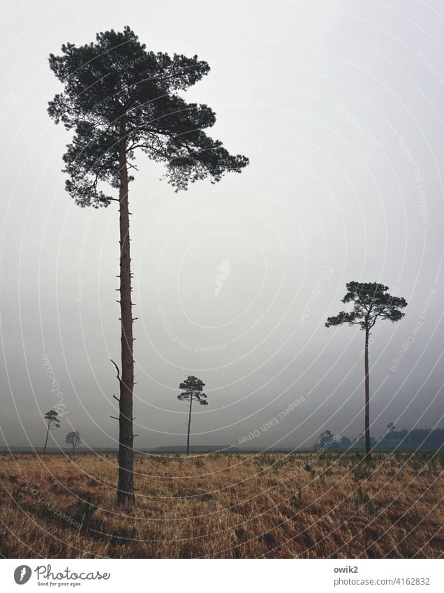 Distance types trees Little Large Tall Lonely Places gap detachment loner Nature Landschadt Forest somber Horizon Copy Space top foggy hazy overcast