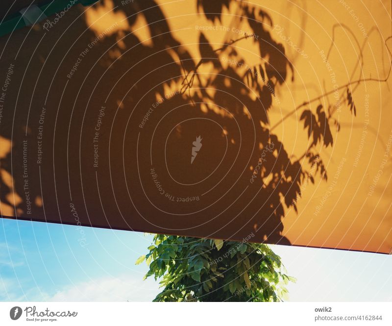 Planned Protection Roof tarpaulin Covers (Construction) Plastic Sun blind Plant Tree Shadow Sky Clouds Shade of a tree twigs vine Wild Copy Space top