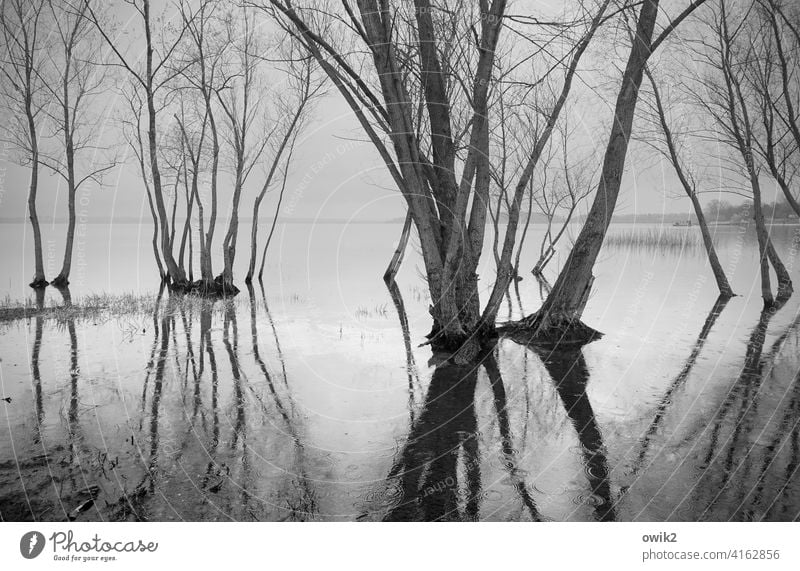 standstill trees Water land under twigs wet feet High tide flooded Deluge Reflection Surface of water Spring branches Sky Horizon Reflection in the water
