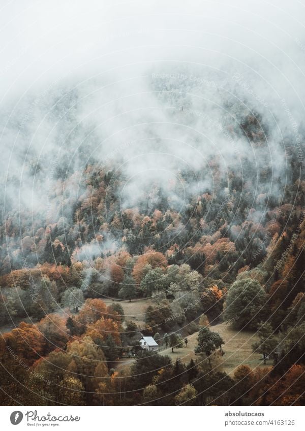 Misty morning at the mountains nature outdoors adventure forest fog foggy tree landscape spain travel Land mist misty weather natural autumn explore scenery