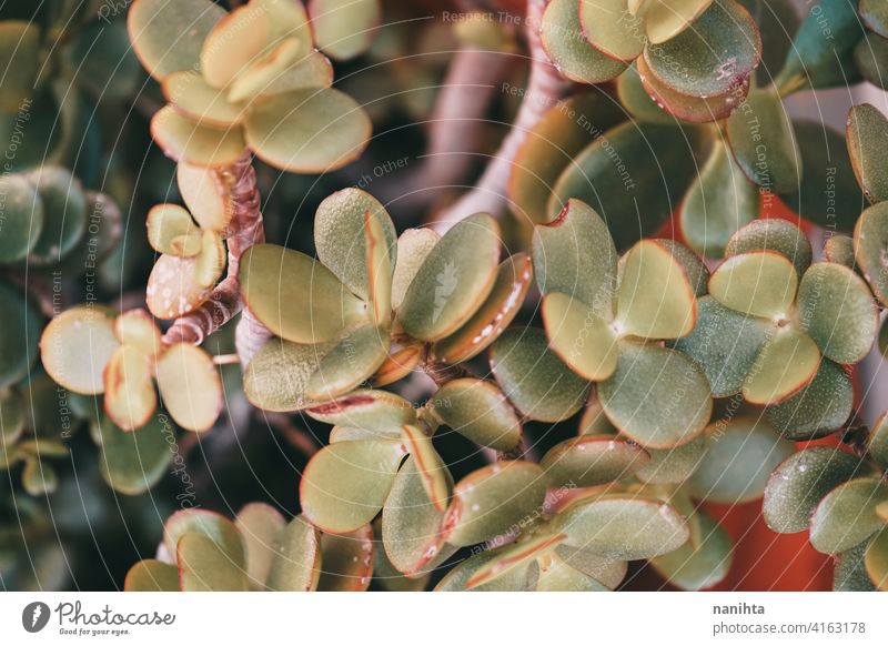 Pattern image of a crassula ovata succulent plant jade tree background exotic pattern organic green leaf focus bokeh beautiful nature natural real grow growth