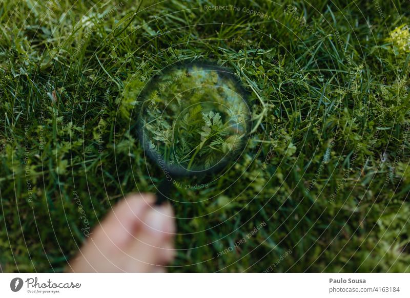 Watching plants through magnifying glass magnificent Magnifying glass Magnifying effect Curiosity explore Science & Research Biology Observe Looking