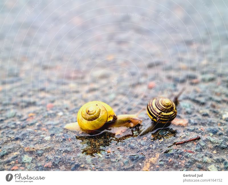 Two snails on the rain wet road Landscape Rainy weather Animal Wet Bad weather Weather Water Exterior shot Colour photo Deserted Nature Day Reflection