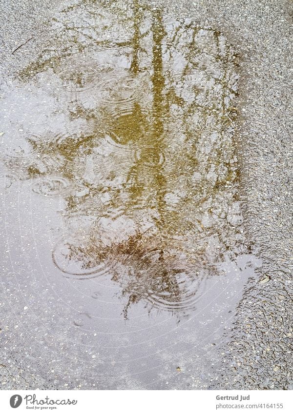 Reflection of a tree in a rain puddle Landscape Rainy weather reflection Wet Water Damp Nature Puddle Weather Exterior shot Bad weather Deserted Street