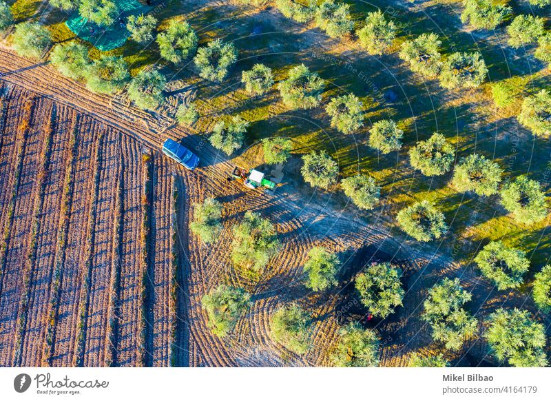 Aerial view of a farmland with olive trees lines and an agricultural tractor. aerial agriculture landscape nobody plantation scenery grove green countryside