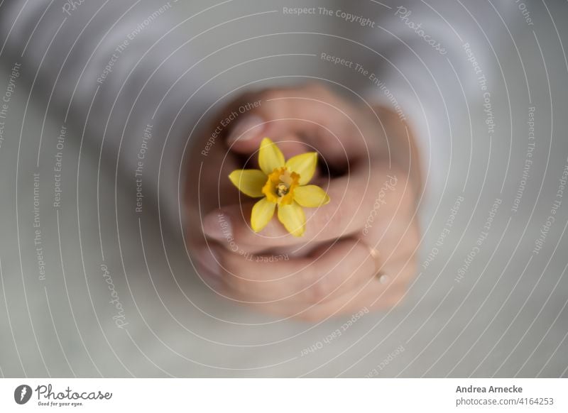 Female hands holding a daffodil Flower Hand Ring Gift for you White Yellow Blank space Fingers Spring Birthday To hold on Close-up Interior shot Text Space