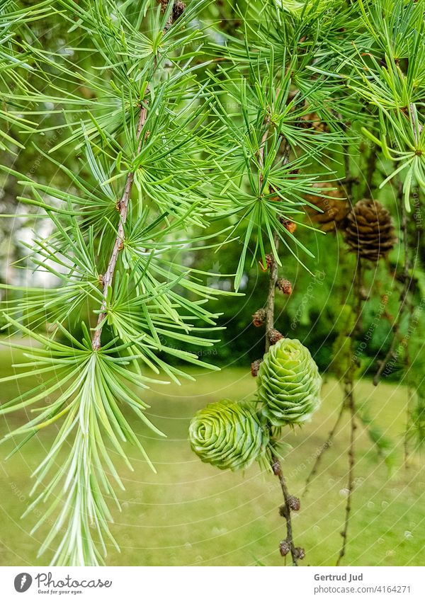 Green larch cones and branches on the tree Landscape Hiking Nature Exterior shot Colour photo Day Deserted Forest Tree Environment Plant Weather Larch