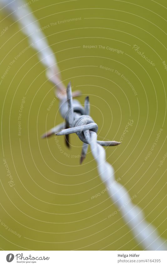 Barbed wire against green background Barbed wire fence" Fence Willow tree Captured Confine Risk of injury Freedom Penitentiary Safety Border