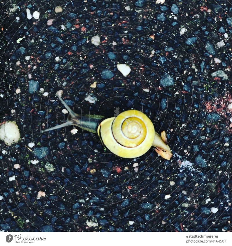 A snail carries its house Crumpet Snail shell Animal Close-up Macro (Extreme close-up) Feeler Asphalt Animal portrait Colour photo Slimy Small Exterior shot