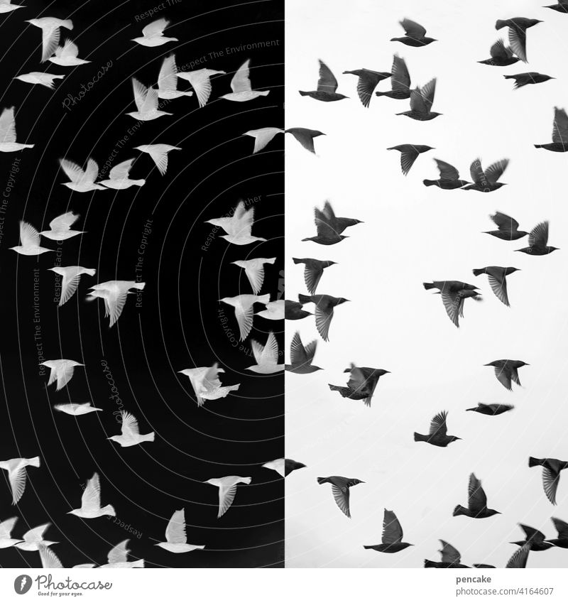objektiv | negativ & positiv Belichtung Film analog Vogel Vogelschwarm Star Photo Entwicklung Spiegelung schwarz weiß Umkehrung