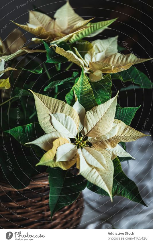 Delicate yellow Poinsettia on piece of cloth poinsettia plant flowers simple ornament decoration natural creative flora botany floral euphorbia pulcherrima