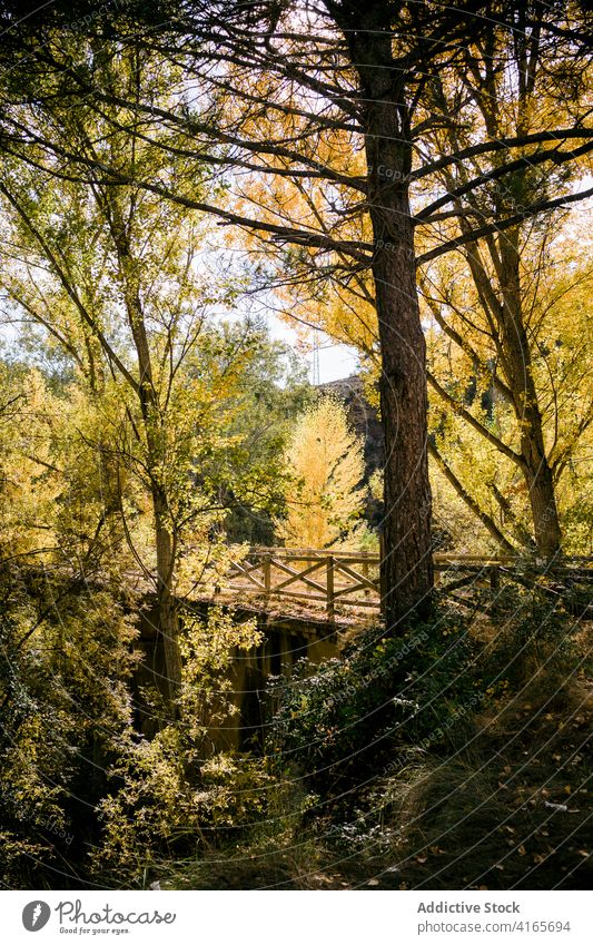 Old bridge over river in forest autumn tree woods old footbridge landscape fall nature wooden picturesque scenery colorful scenic environment foliage season