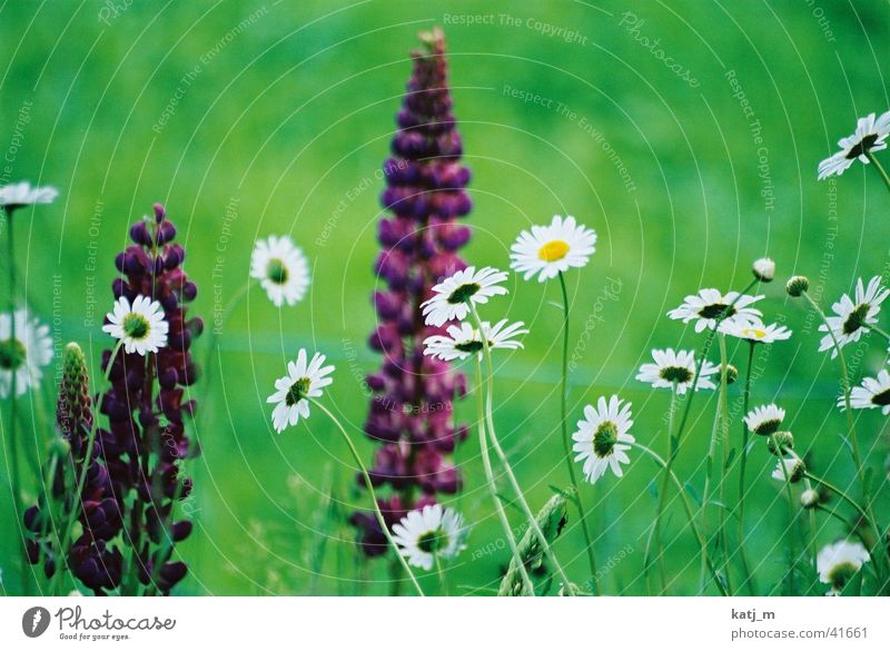 flowers Hyacinthus Flower meadow Meadow margherite Margherite meadow