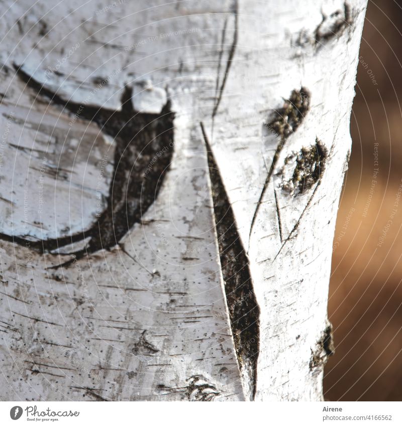 J \ : Birch tree Tree trunk White Letters (alphabet) writing bark scratch weathering cracks Bright silver Distinctive Wood Tree bark embassy cryptic cut pattern