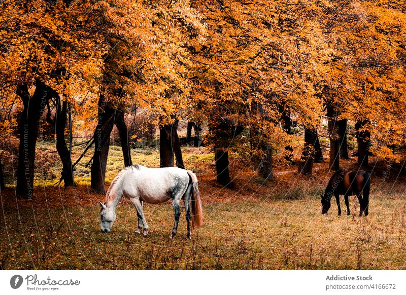 Horses grazing in autumn forest horse foliage tree animal colorful golden scenery nature fall season peaceful vibrant vivid bright graze pasture woods