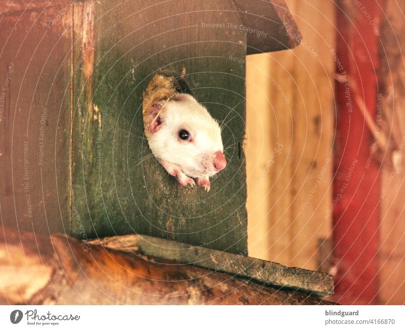 The mouse looks out of his house... because she is afraid of the virus she is no longer full at noon ... because of fear the mouse never leaves her house again