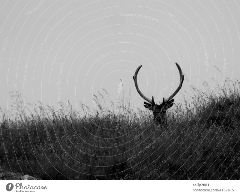 proud stag lies in high grass antlers Wild Grass Meadow Pride Wild animal Animal Overview Observe pretty Looking Strong Impressive strength Nature Exterior shot