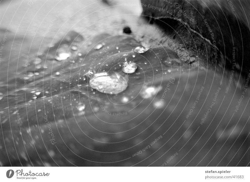 Drops Macro Wet Water Drops of water Macro (Extreme close-up) Nature