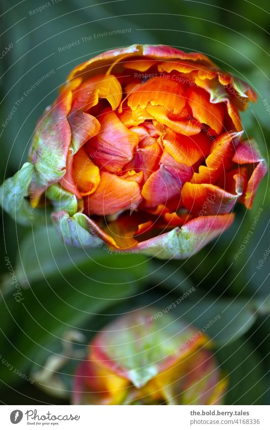 Tulip flower from above orange-red Flower Blossom Spring Green Red Orange Nature Colour photo Blossoming Plant Day Exterior shot Close-up Illuminate