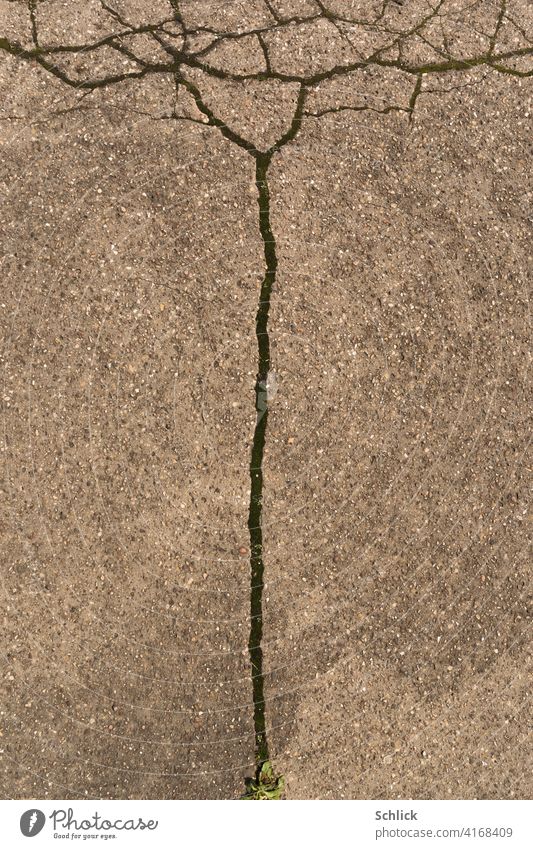 Tree cracks in the concrete Concrete Ground structures Structures and shapes Exterior shot Deserted Pattern Abstract Floor covering Tree trunk Treetop