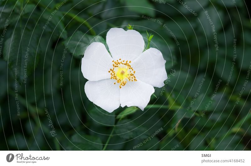 Solitary flower of cistus or known like flower of the rockrose. Typical flower of Mediterranean forests, Portugal and Extremadura nature plant leaf petal white