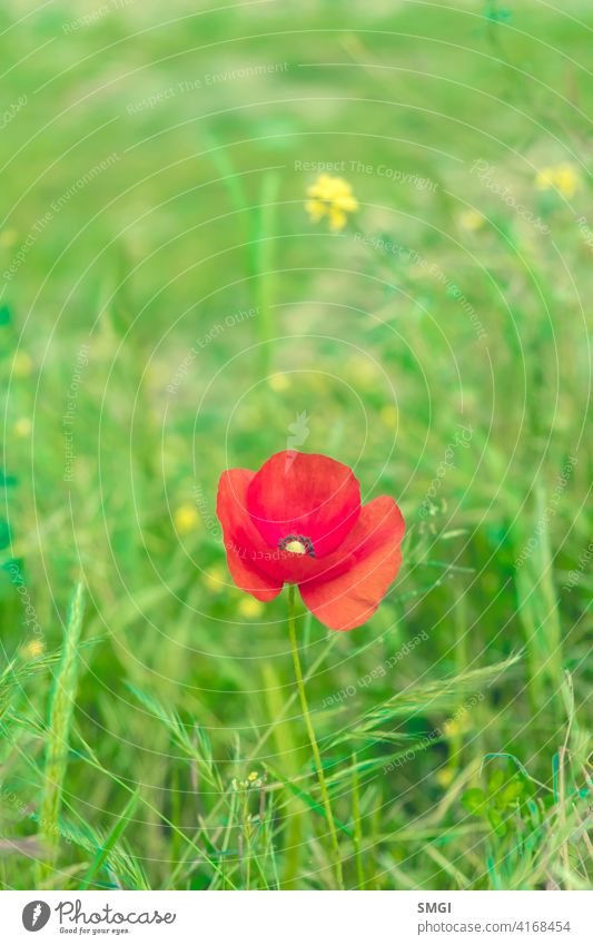 Flower of Papaver rhoeas or known as poppy, growing solitary in a summery fieldPapaver rhoeas flower plant nature red petal floral beauty photography meadow