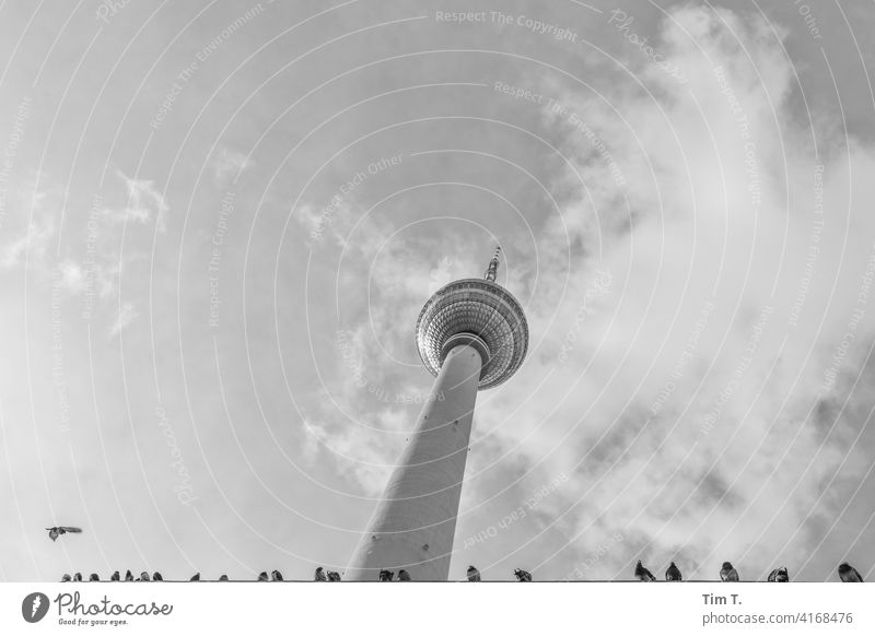 the television tower with a row of pigeons Television tower Alexanderplatz Berlin TV Tower bird Bird Landmark Sky Architecture Capital city Tourist Attraction