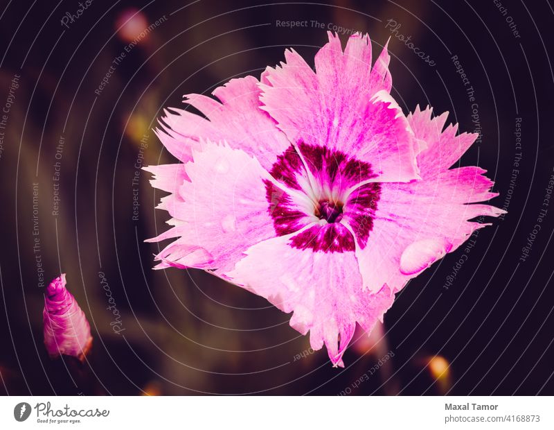 Pink Dianthus angiosperms background beautiful beauty blossom caryophyllaceae caryophyllales chinensis closeup colorful core eudicots dianthus flora floral