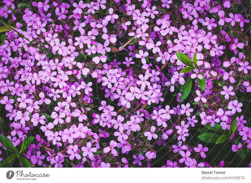 Gypsophila angiosperms background beauty bloom blooming blossom carpet caryophyllaceae caryophyllales closeup core eudicots decoration elegant flora flower