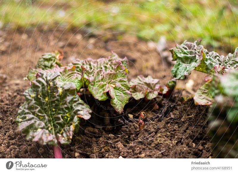 Rhubarb in growth with curled leaves on dry soil Vegetable Green Food Nutrition Vegetarian diet Healthy Eating Fresh Garden Colour photo salubriously naturally