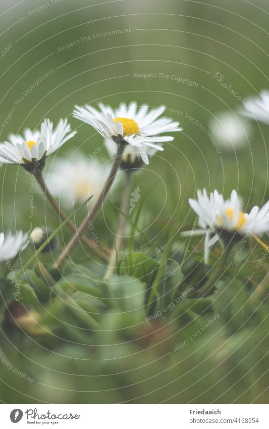 Daisy on meadow from frog perspective with blurred foreground and background Meadow Close-up Worm's-eye view Blossoming Delicate pretty Spring fever Happy White