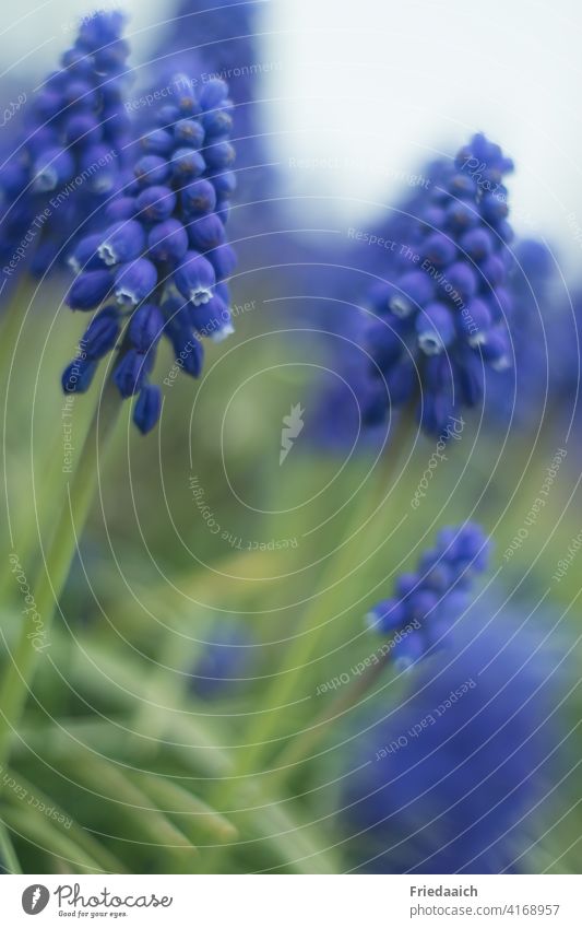 Grape hyacinths as closeup with blurred foreground and background Spring flower Blue Close-up Nature Garden Spring fever Plant Exterior shot