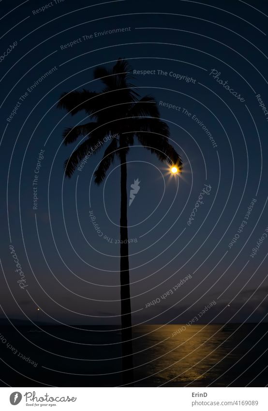 Full Moon on Edge of Palm Frond Silhouette Like Earring with Glow on Ocean palm tree earring glow ocean seascape moon full moon horizon mood reflection night