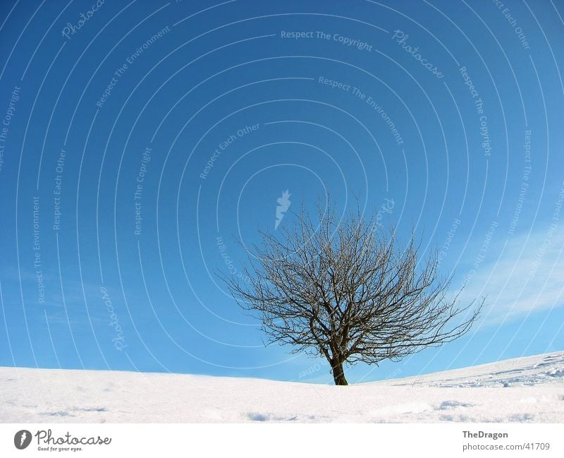 Winter tree - winter tree Tree Wide angle White Plain Snowscape Cold Calm Relaxation Sky Blue Landscape Far-off places sky. blue silence