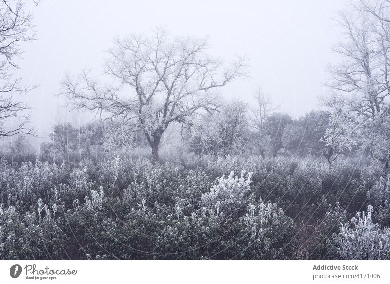 Frozen and mysterious oak forest in a foggy day in winter. wild outdoors adventure nature natural travel tourism zamora spain spanish reflection blue sky nobody