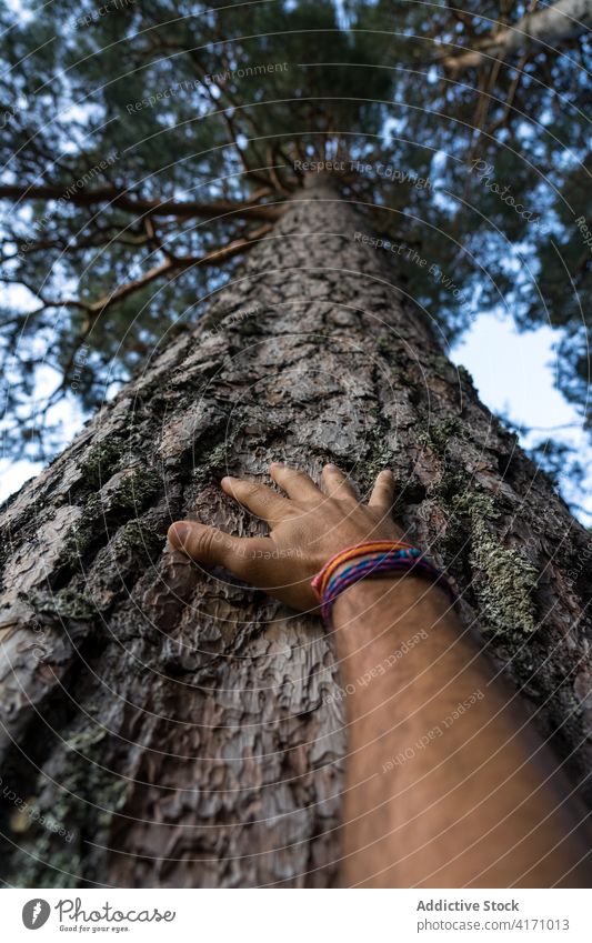 Man hand touching the bark of a pine tree from below in the Lillo Pine forest. Spain pine forest nature natural landscape trees trunk green grass spring people