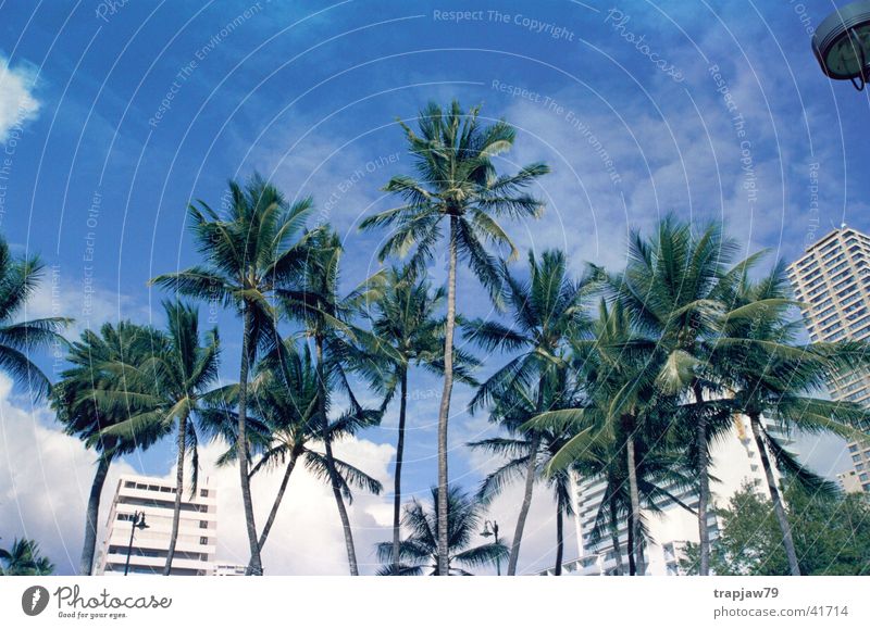Paradise City Palm tree Town Vacation & Travel Hawaii Tree Sky Relaxation