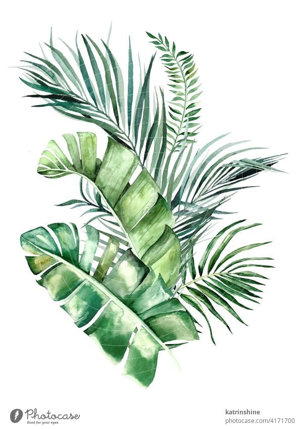 Watercolor tropical leaves bouquet illustration watercolor green Drawing monstera palm banana fern foliage geometric Botanical Leaf Hand drawn Ornament Plant