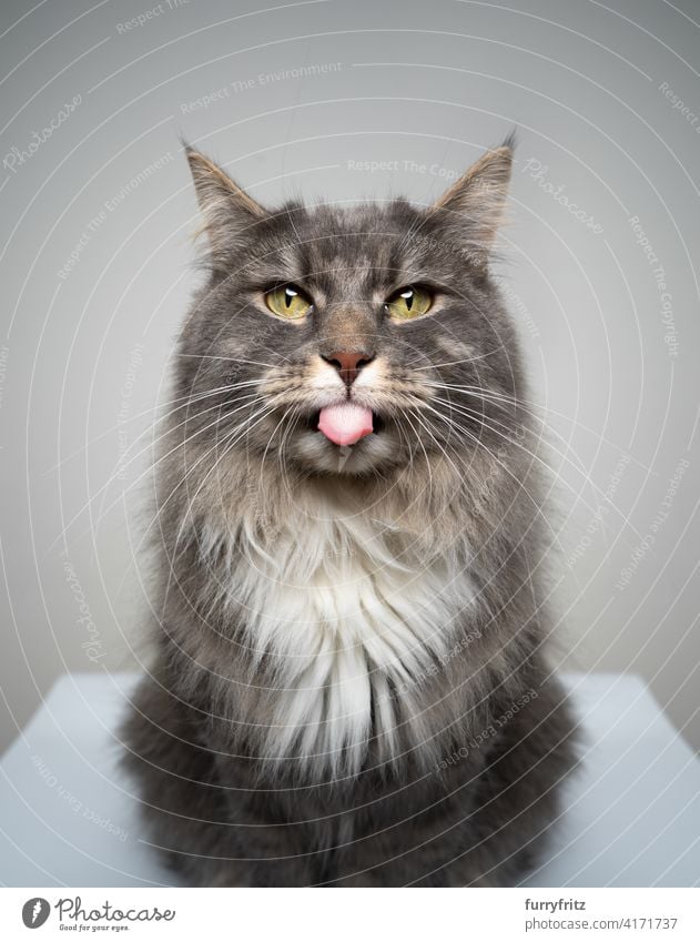 naughty maine coon cat portrait sticking out tongue one animal fur feline fluffy longhair cat gray white blue tabby studio shot looking at camera mischievous