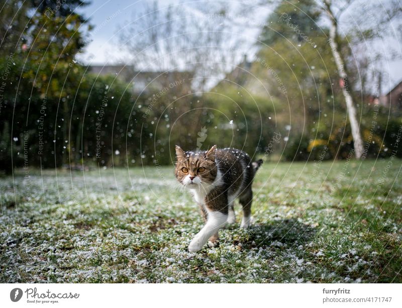 cat walking through snowy garden one animal fur feline shorthair cat white tabby looking outdoors nature front or backyard lawn meadow grass snowing green