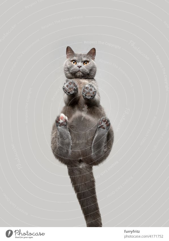 bottom view of british shorthair cat looking at camera curiously one animal fur feline purebred cat tortoiseshell cat blue gray studio shot copy space
