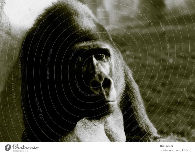 King without empire Gorilla Grief Transport zoo animal Black & white photo Looking Sadness