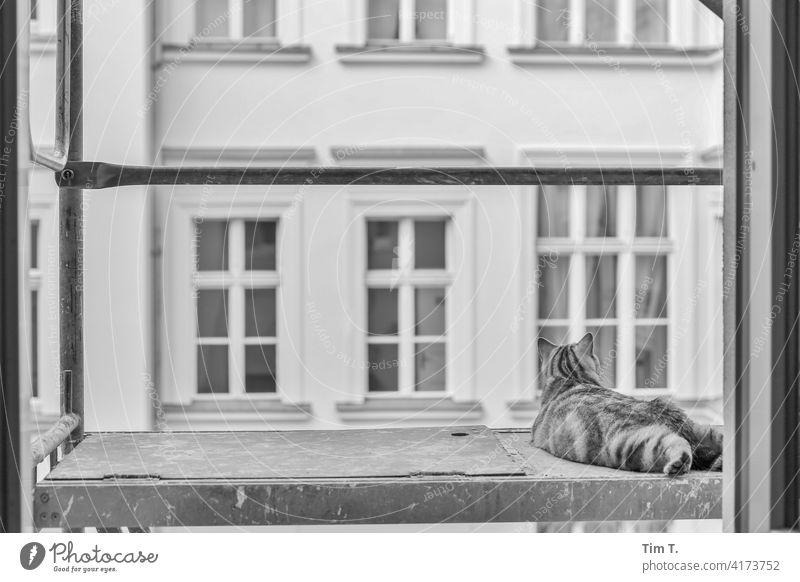 in a backyard a cat lies on the armor Cat Backyard Berlin Outdoors Front or backyard feline Pelt purebred cat One animal pets Prenzlauer Berg Window