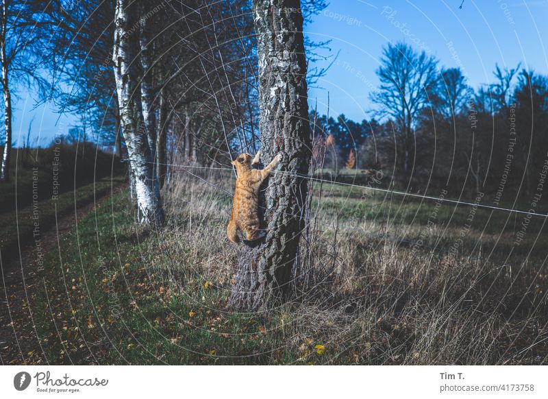 a red tomcat climbs a tree hangover Cat Red Animal Pet Domestic cat Pelt Animal portrait Climbing poliska Poland Landscape Tree