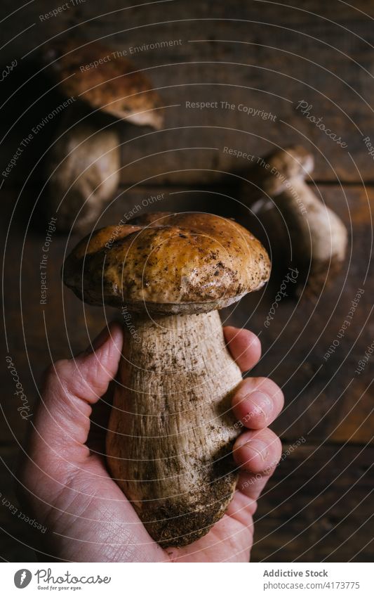 Crop person with Penny Bun mushroom penny bun fungus fresh wooden rustic table boletus edulis harvest kitchen food healthy product uncooked tasty delicious