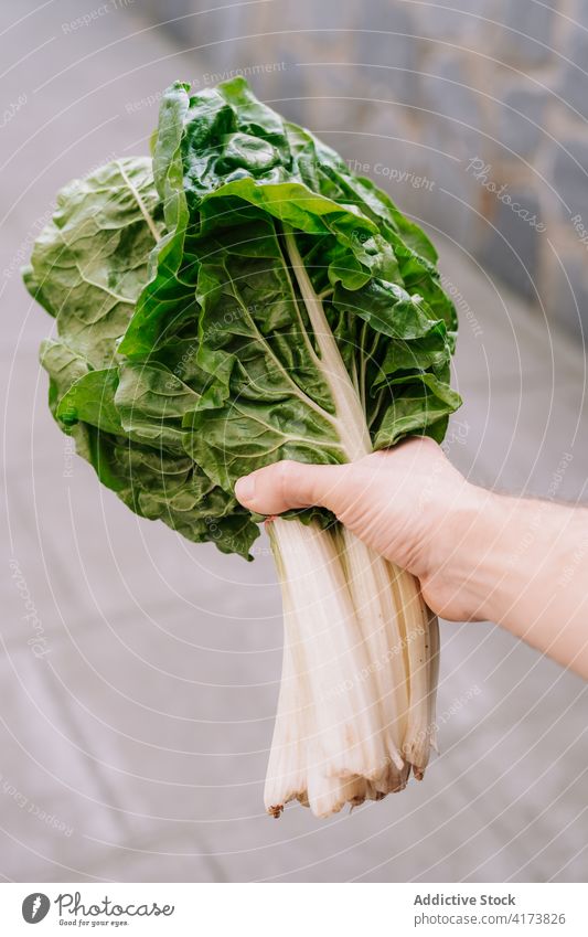 Person holding fresh green chard leaves leaf vegetable natural food organic bunch bio plant hand show demonstrate foliage ingredient vegetarian raw vitamin