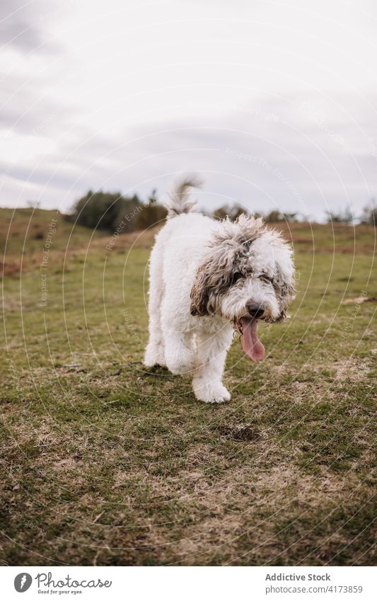 Fluffy dog on hill in nature spanish water dog walk breed white fluff cute animal pet cloudy fur mammal calm creature adorable canine domestic grass serene