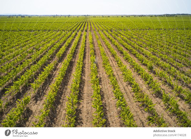Agricultural vineyard landscape with rows of trees field agriculture plantation green rural endless growth winery farm agronomy nature countryside cultivate